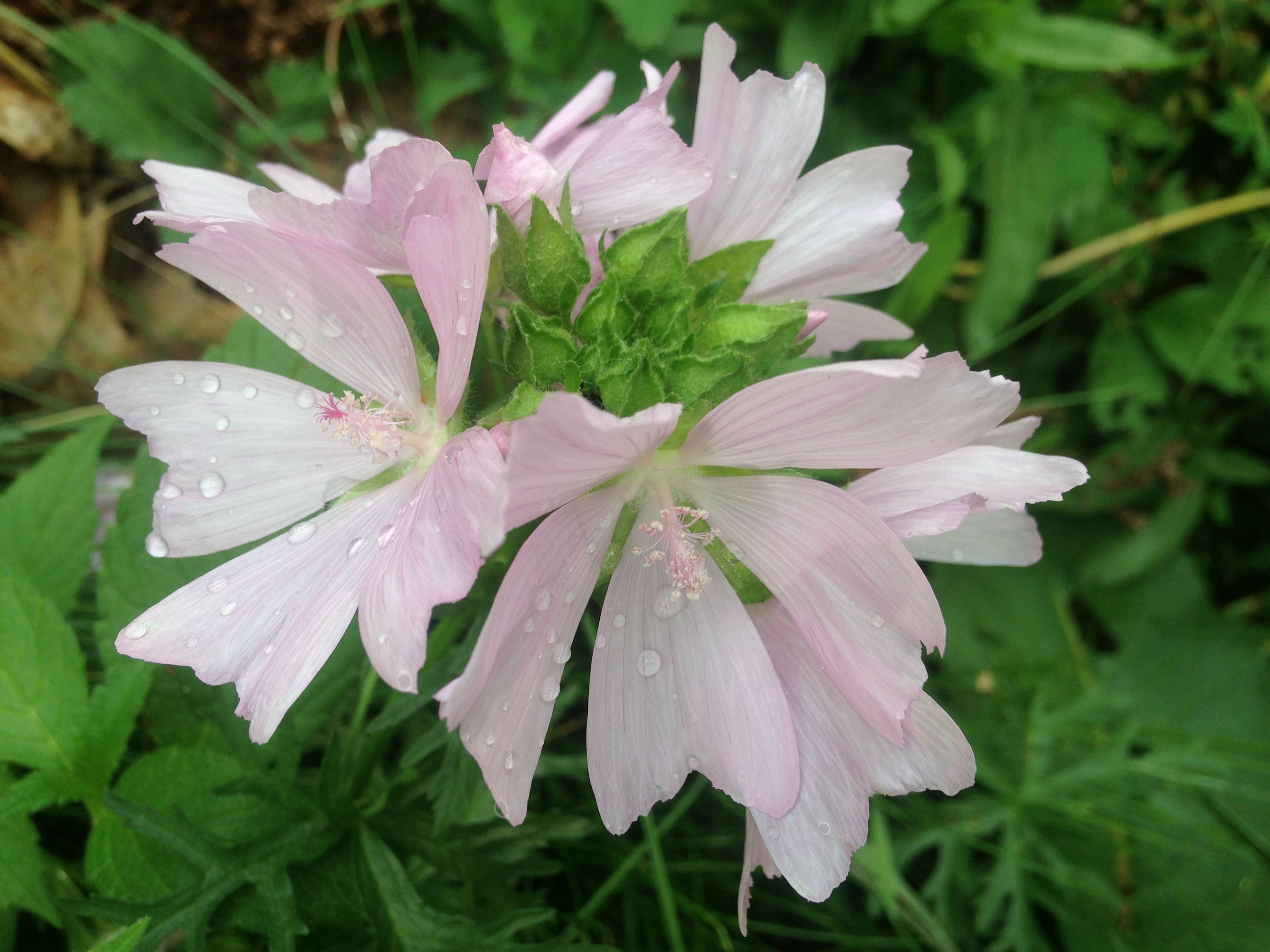 Wildflowers of the Catskills UPSTATE DISPATCH
