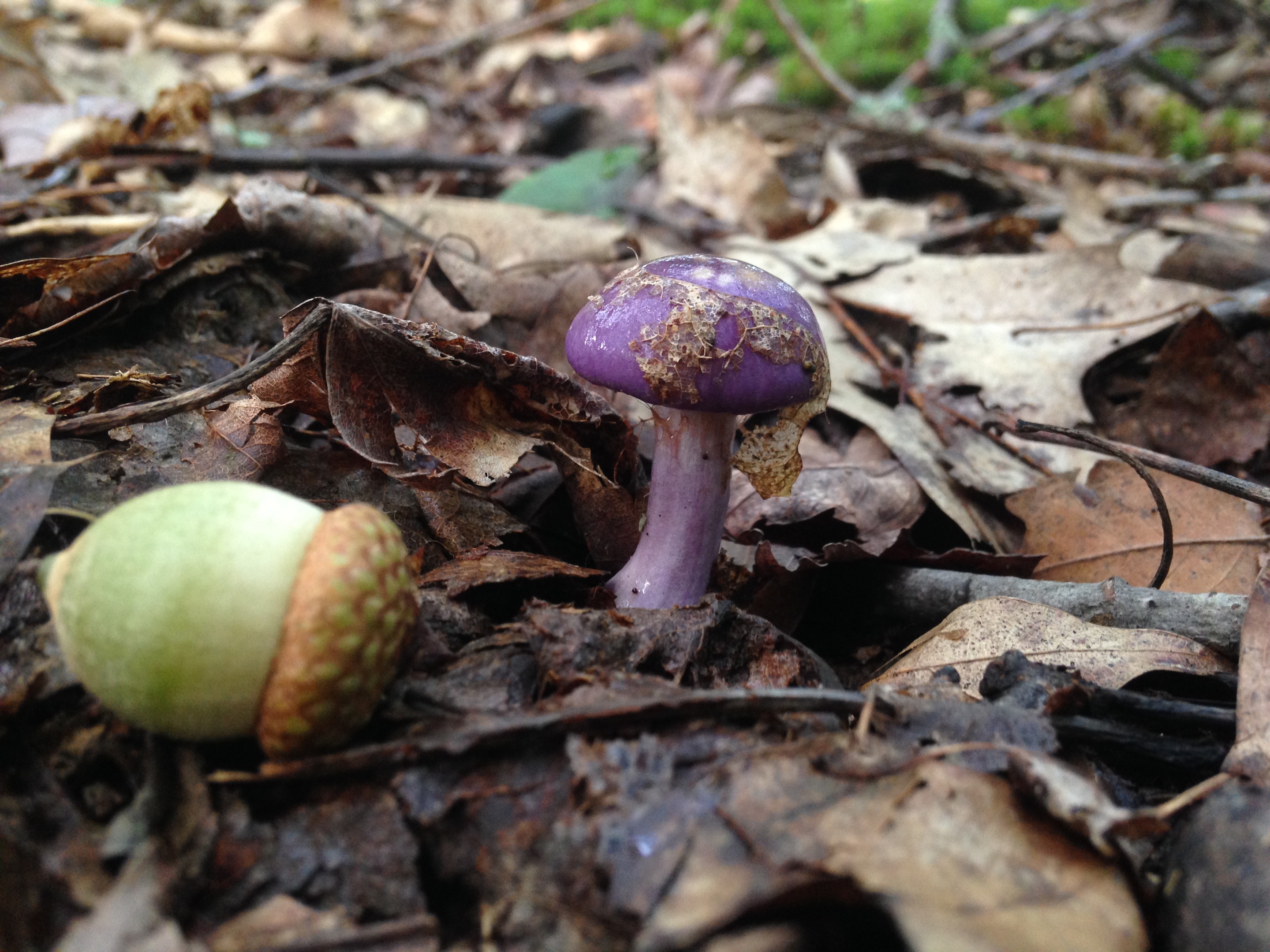 Catskills Mushrooms UPSTATE DISPATCH