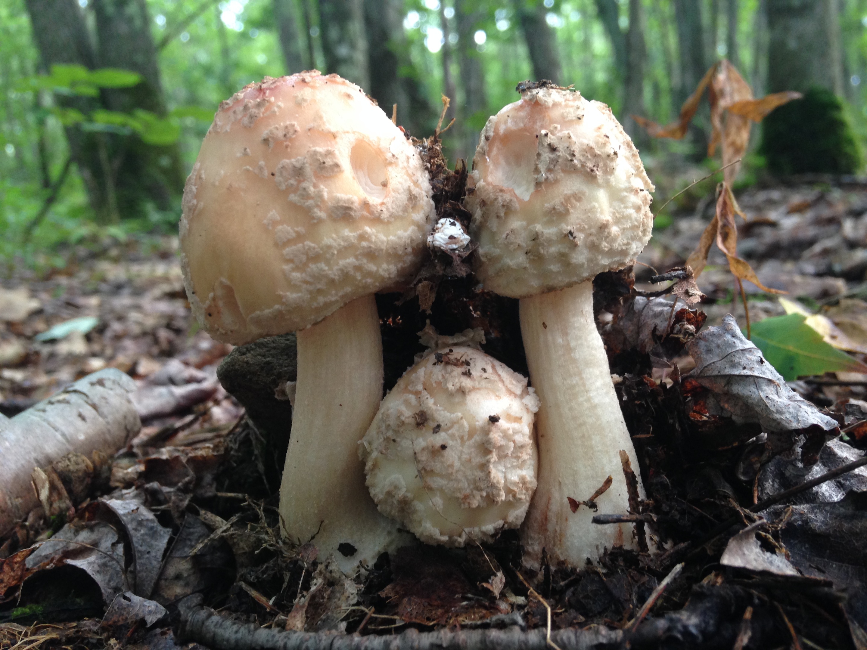 Mushrooms UPSTATE DISPATCH