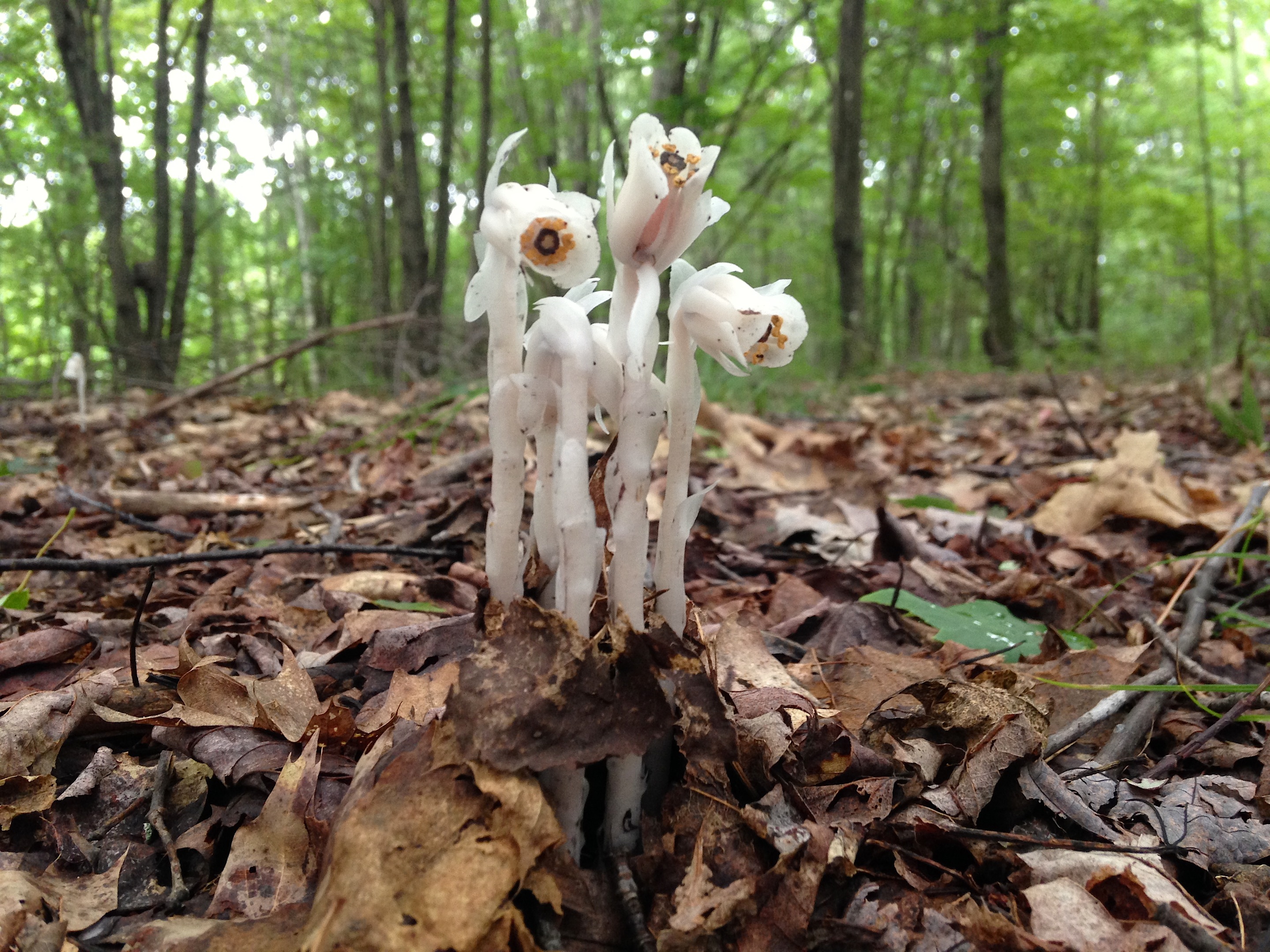 On Mushroom Hunting UPSTATE DISPATCH