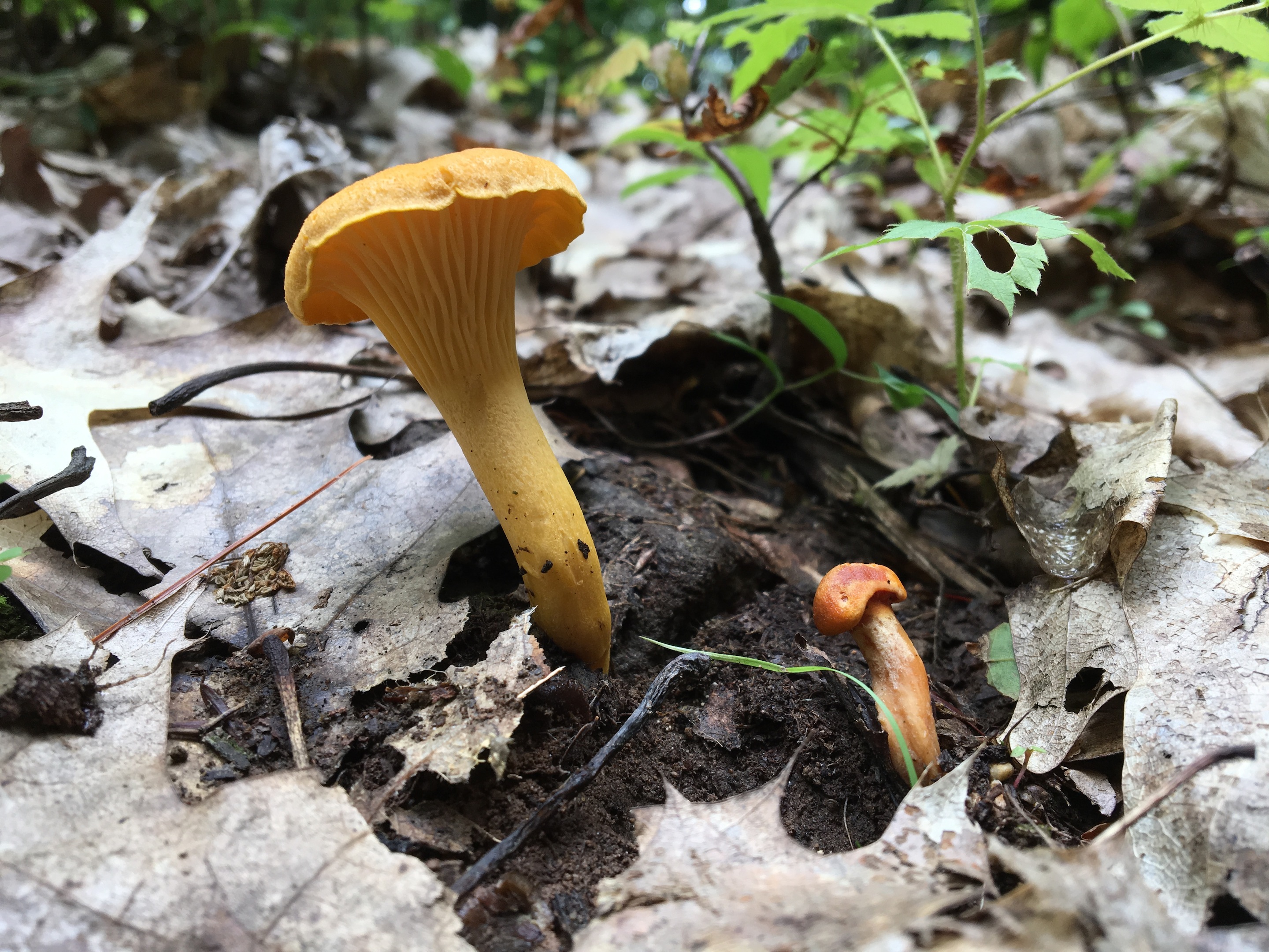 On Mushroom Hunting UPSTATE DISPATCH