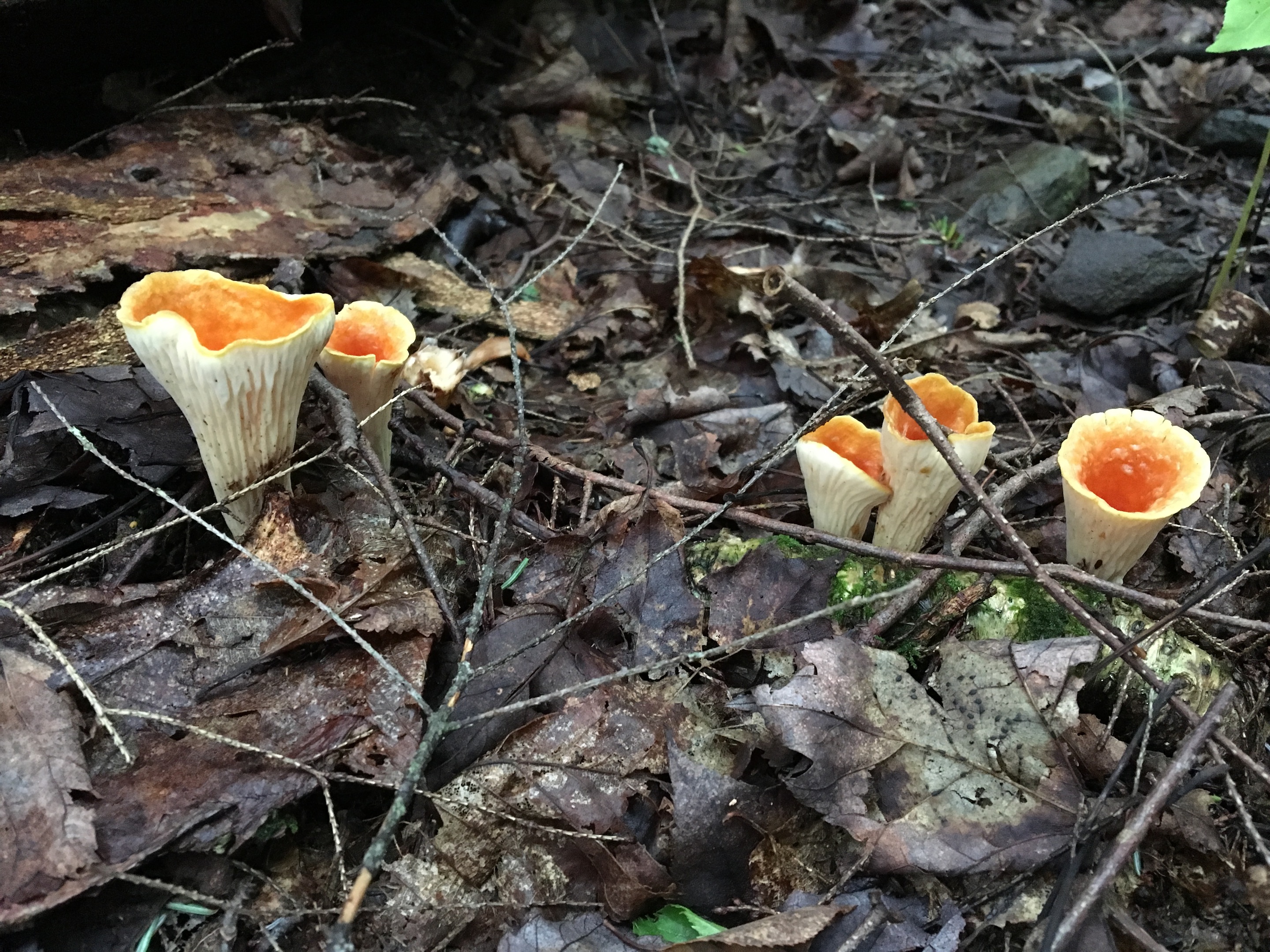 On Mushroom Hunting UPSTATE DISPATCH