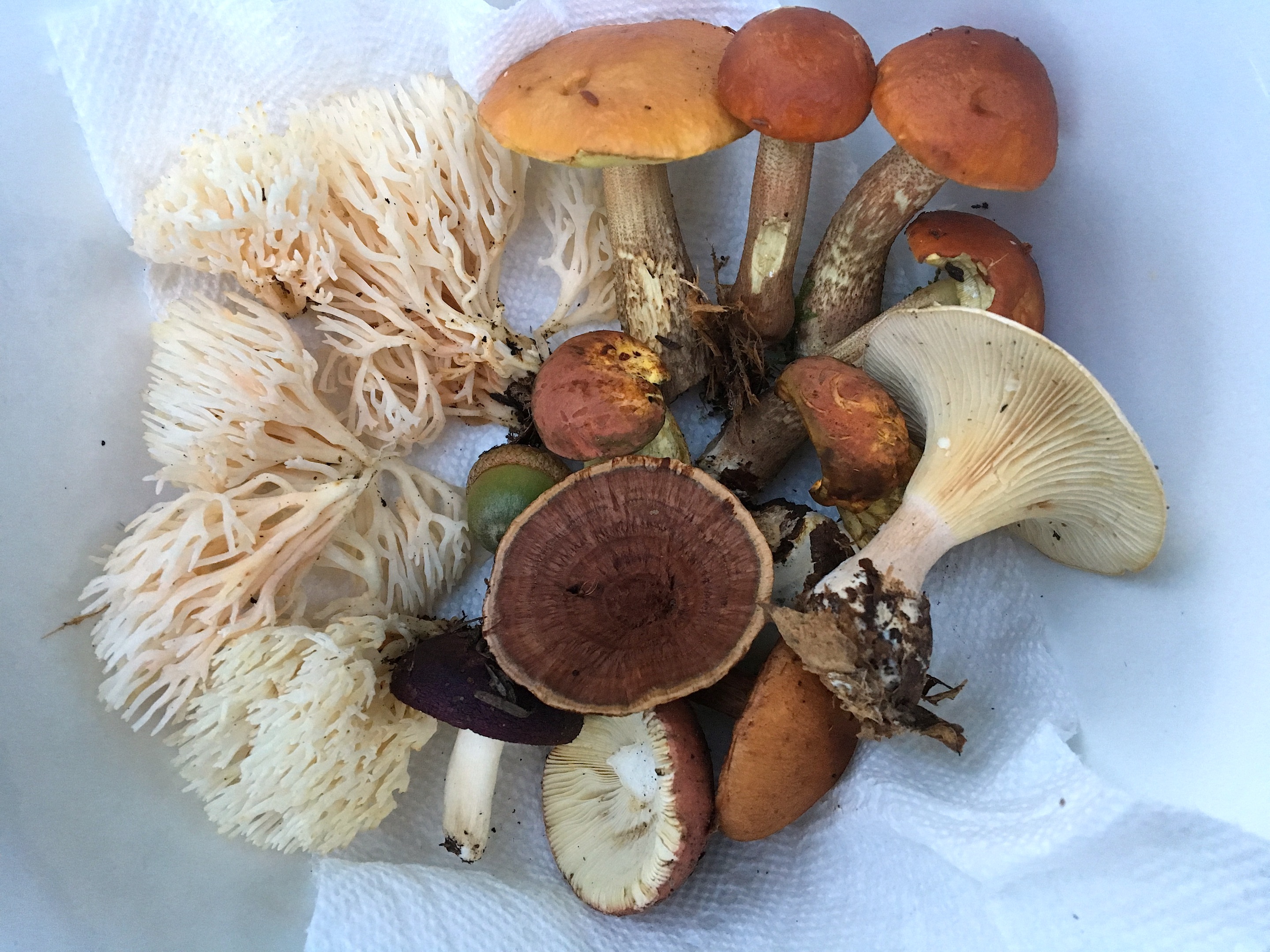 Foraging The Year of the Mushroom UPSTATE DISPATCH