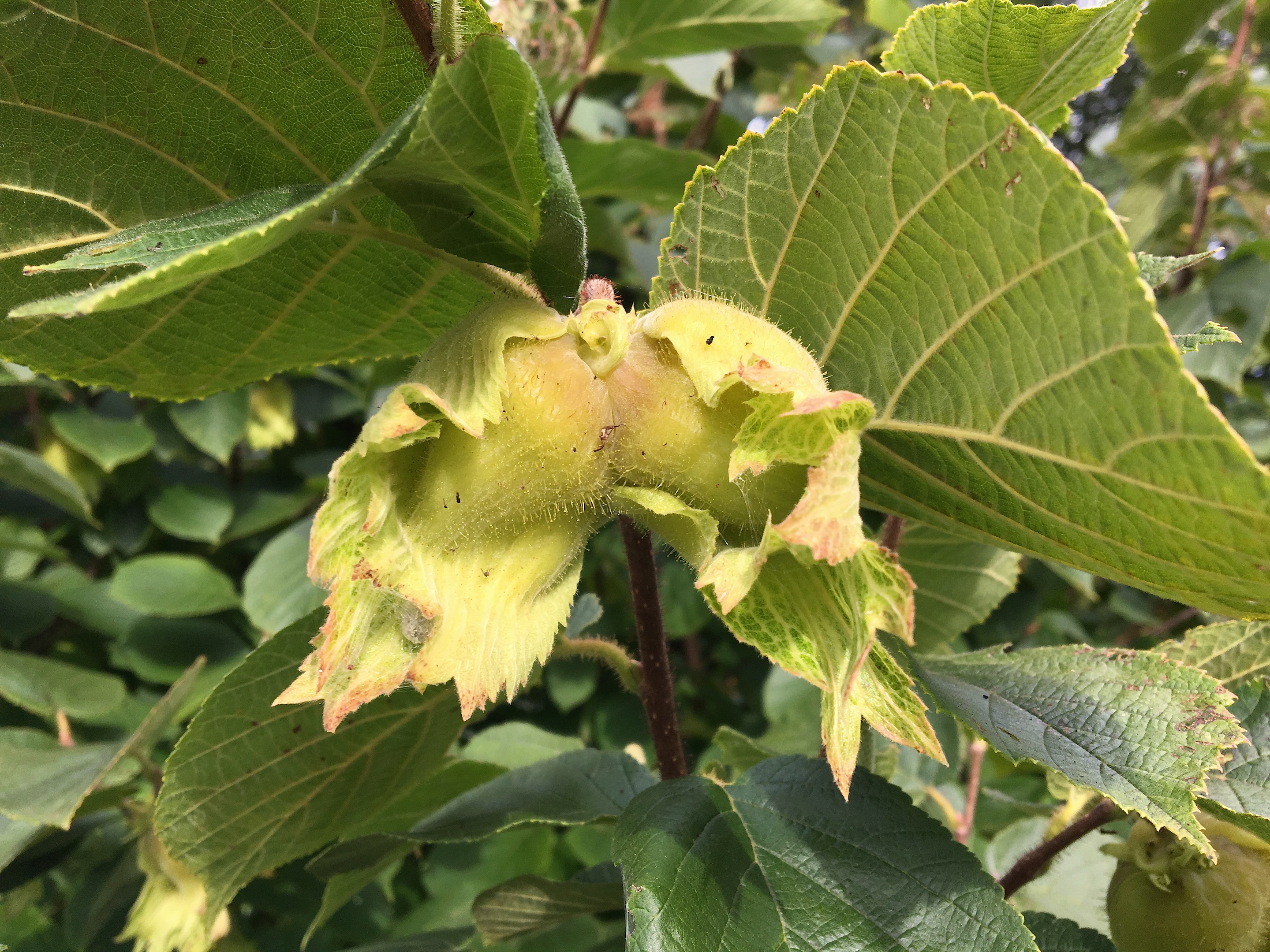 Hazelnut Harvest UPSTATE DISPATCH