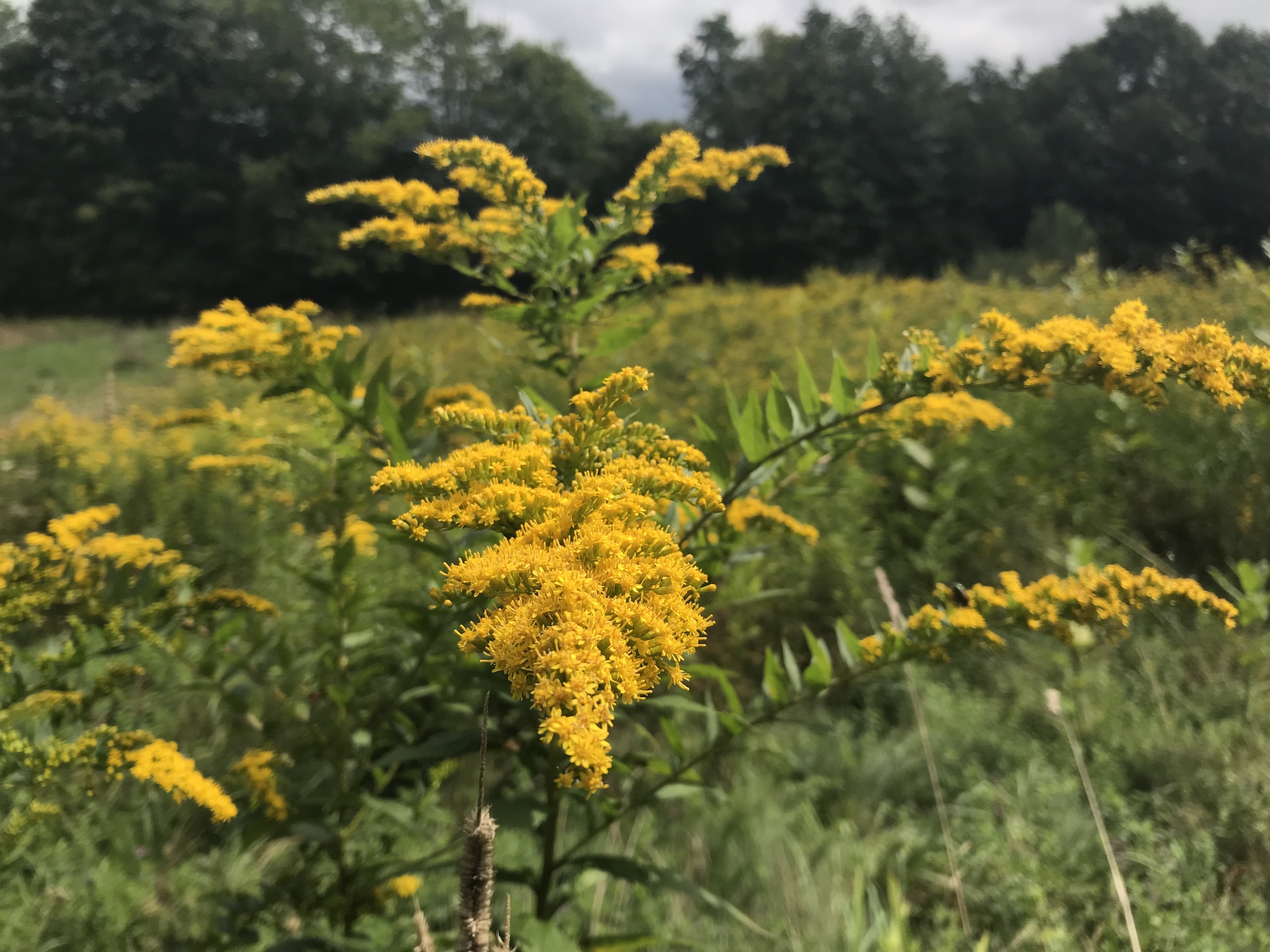 Wild Plant Teas Goldenrod UPSTATE DISPATCH