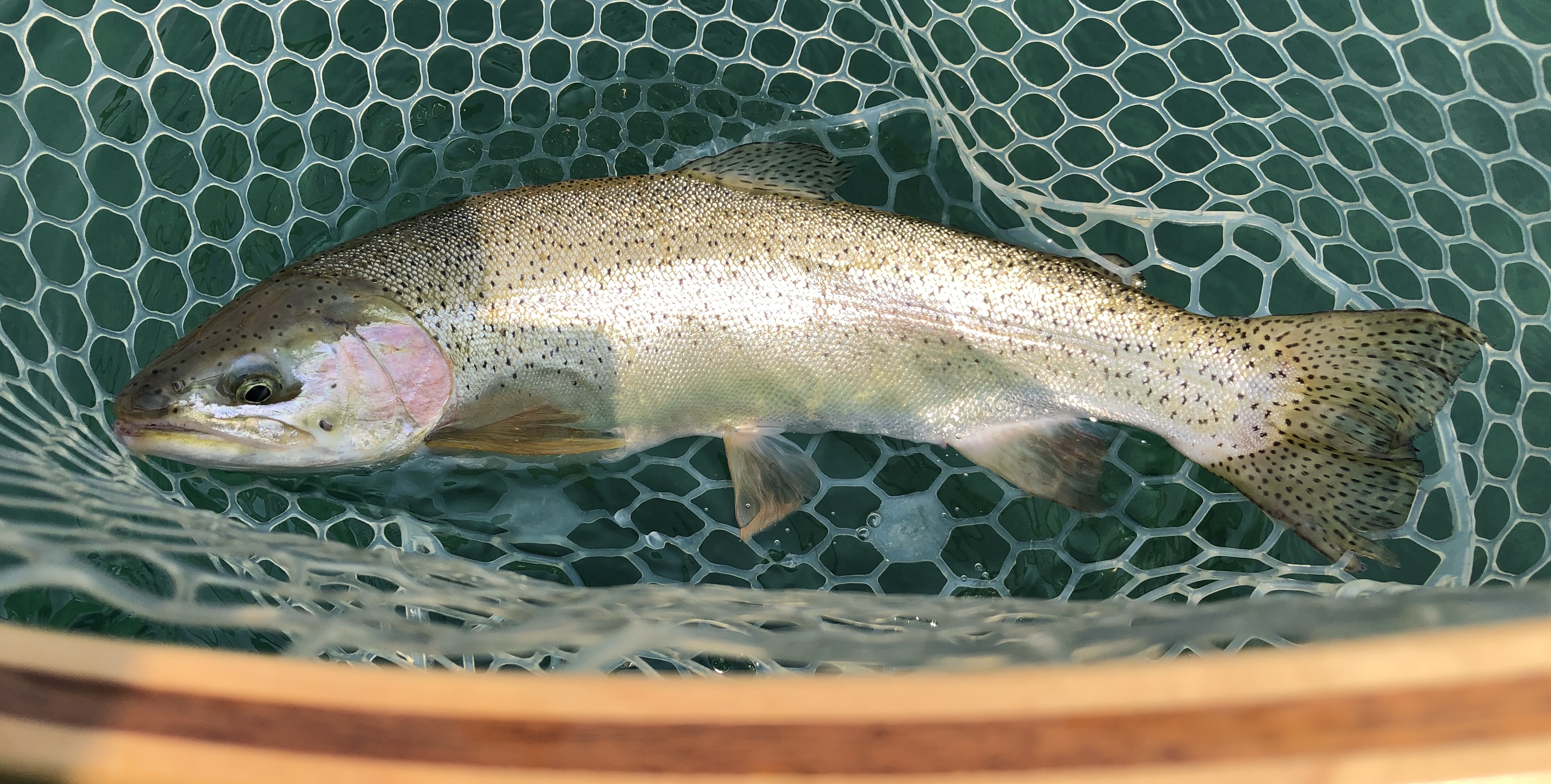 Eastern Finger Lakes Upstate Guide Service