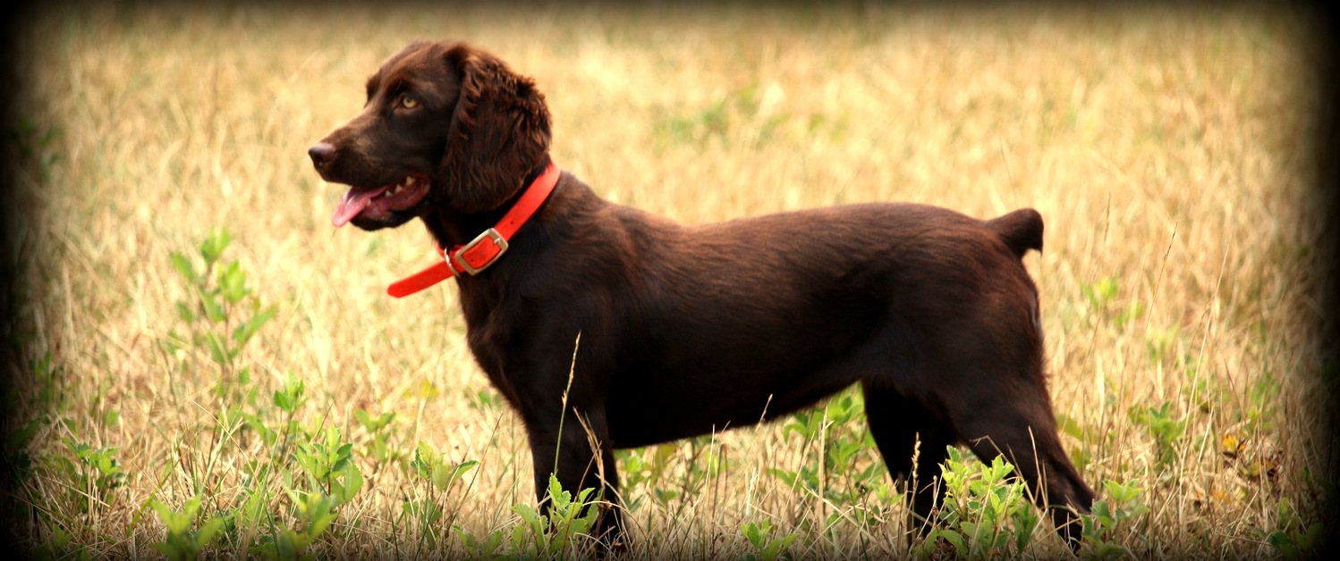 Are Boykin Spaniels Good Hunting Dogs at Roger Sievert blog