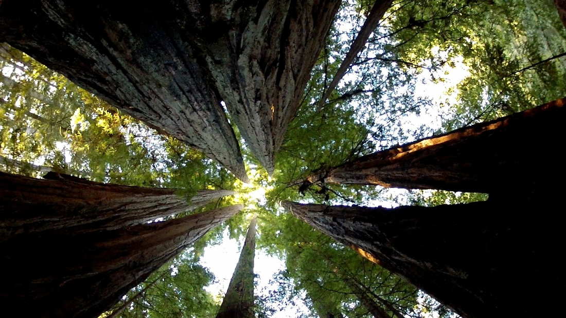 Tree Serivce Options For Simpsonville SC