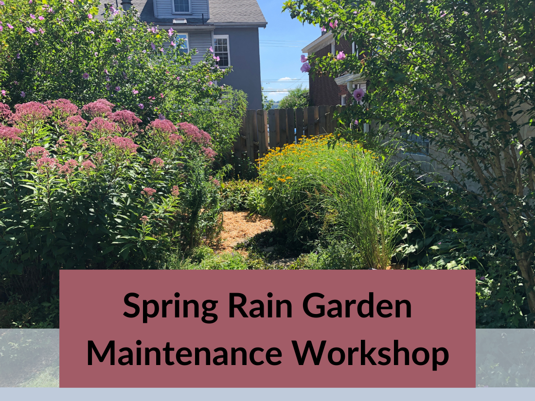 Spring Rain Garden Maintenance UpstreamPgh