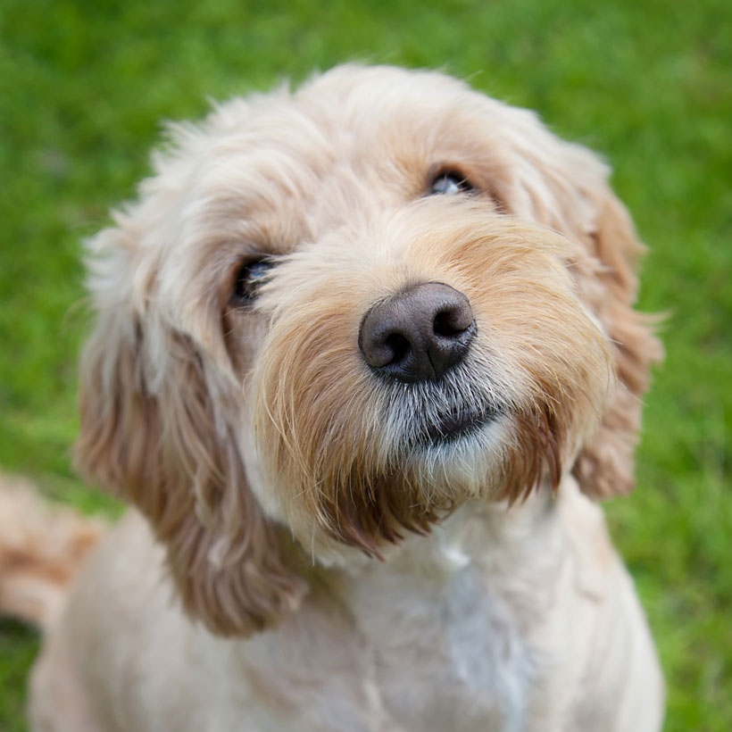 1 Cockapoo Puppies For Sale By Uptown Puppies