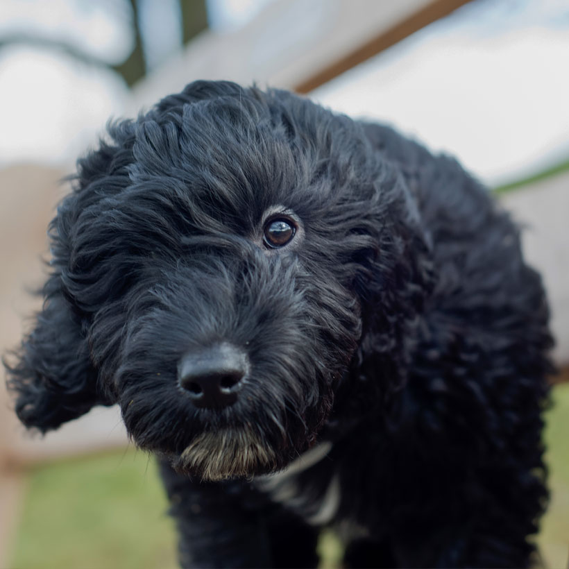 Cockapoo Puppies For Sale & Breeders In California