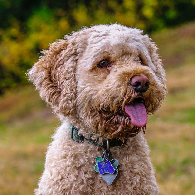 Cockapoo Puppies For Sale & Breeders In California