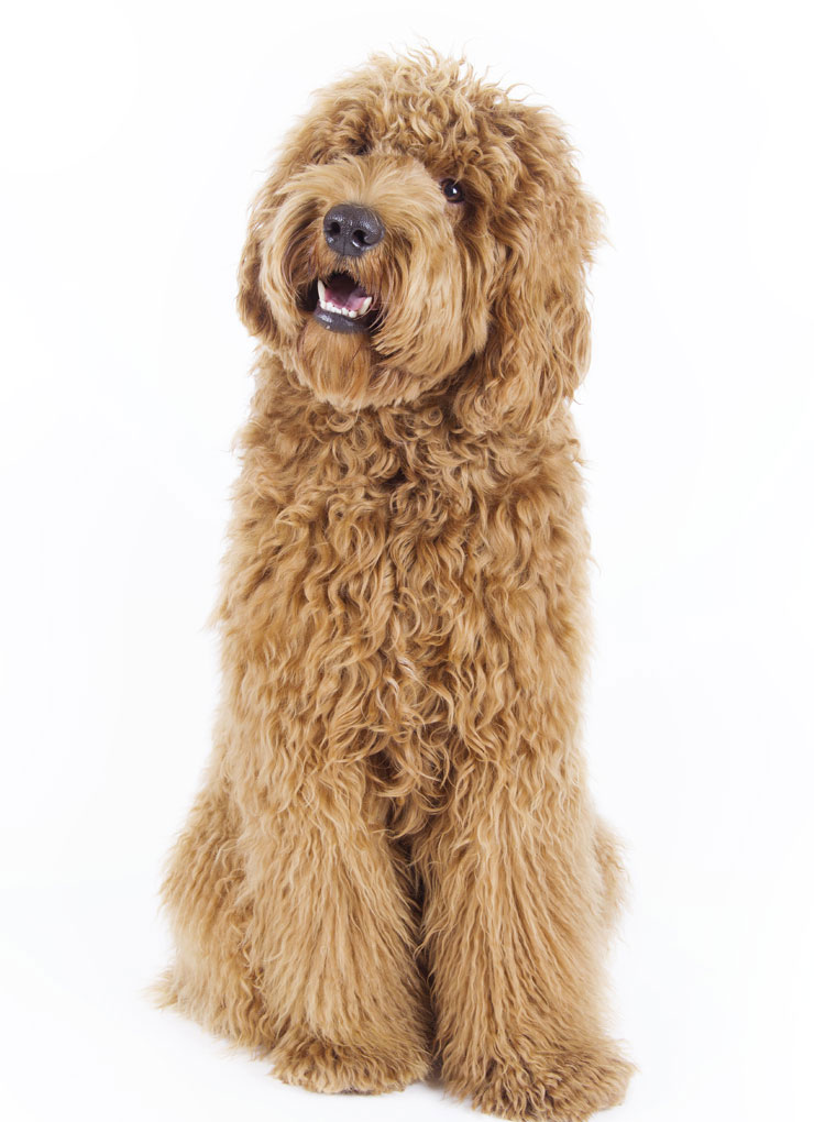 Pennsylvania Labradoodle & Goldendoodle Puppy Breeders