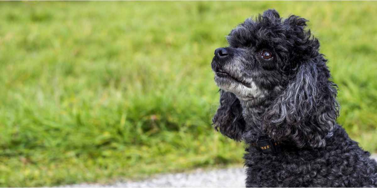 Why Real Grass Makes the Perfect Indoor Puppy Potty