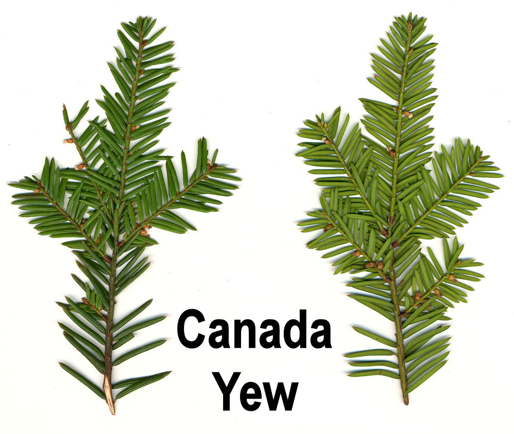 Fir, Hemlock, Yew (X)
