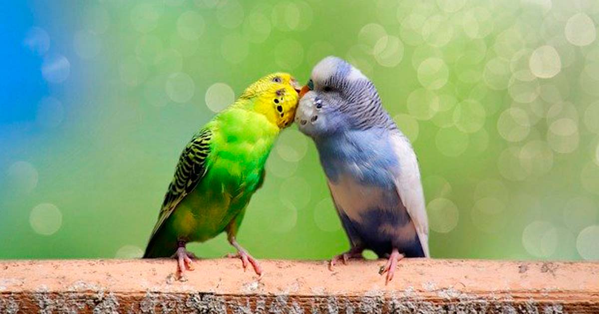 鳥好きの池田エライザ！ペットのインコの種類や名前は？ ウラウラ＋