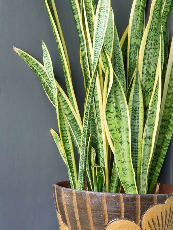 10 Best All Season Plants Urban Garden