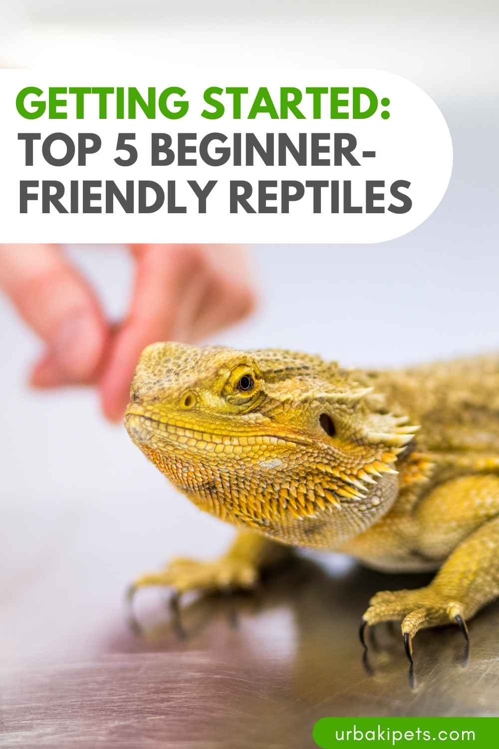 Getting Started Top 5 BeginnerFriendly Reptiles Urbaki Pets