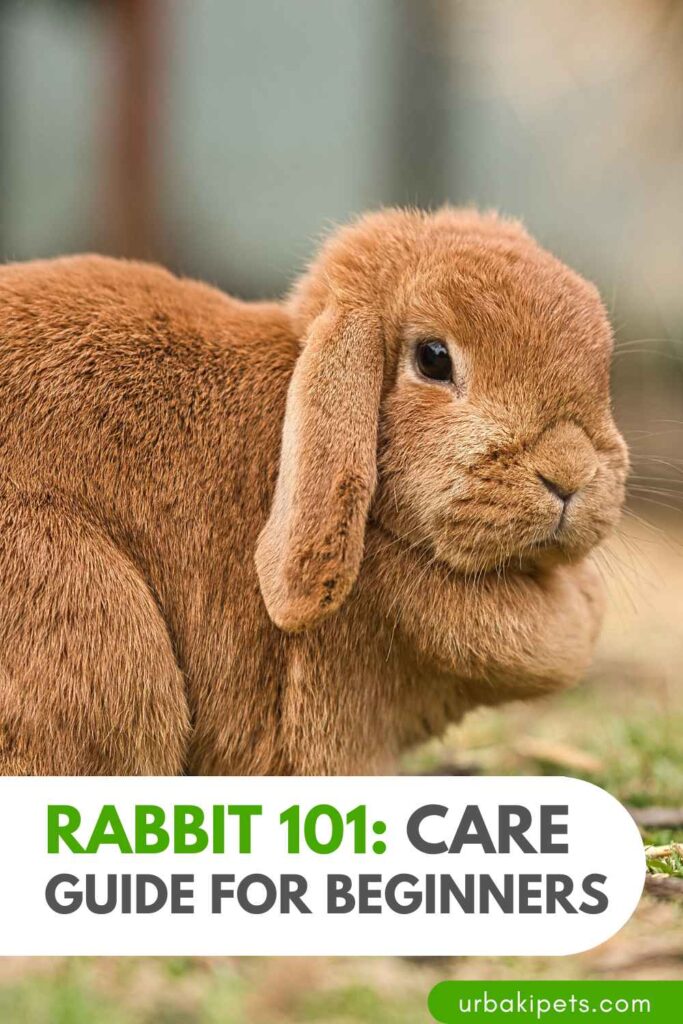Rabbit 101 Rabbit Care Guide for Beginners Urbaki Pets