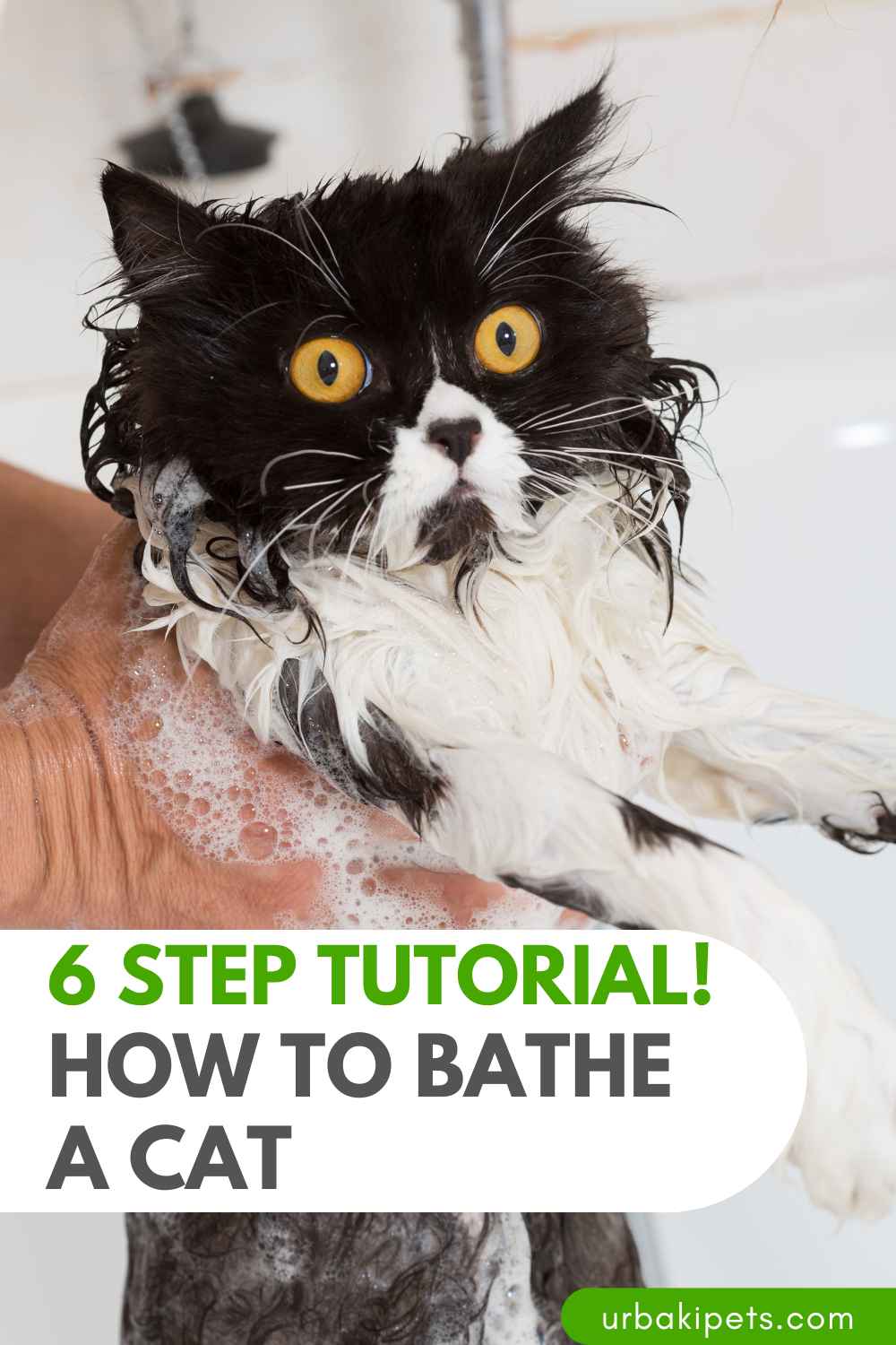6 Step Tutorial! How to Bathe a Cat Urbaki Pets