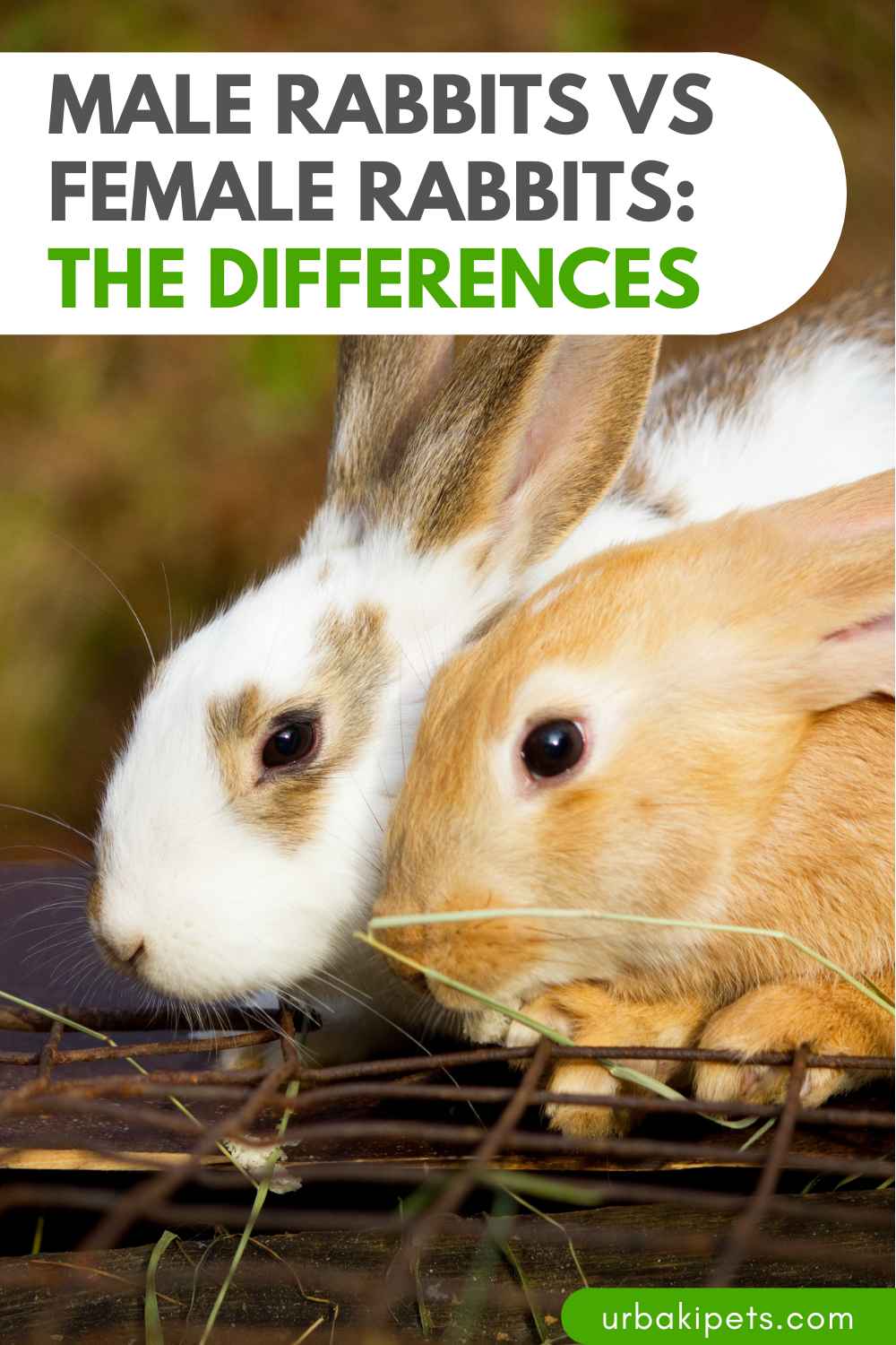 Male Rabbits VS Female Rabbits The Differences Urbaki Pets