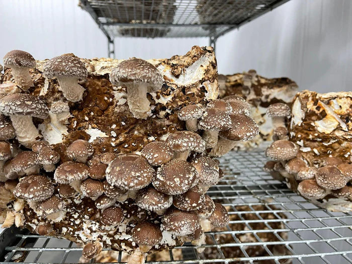 Shiitake Mushroom Fruiting Block Urban FarmIt
