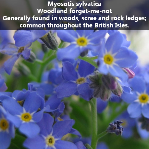 Bee Friendly Calgary Landscaping Contractor