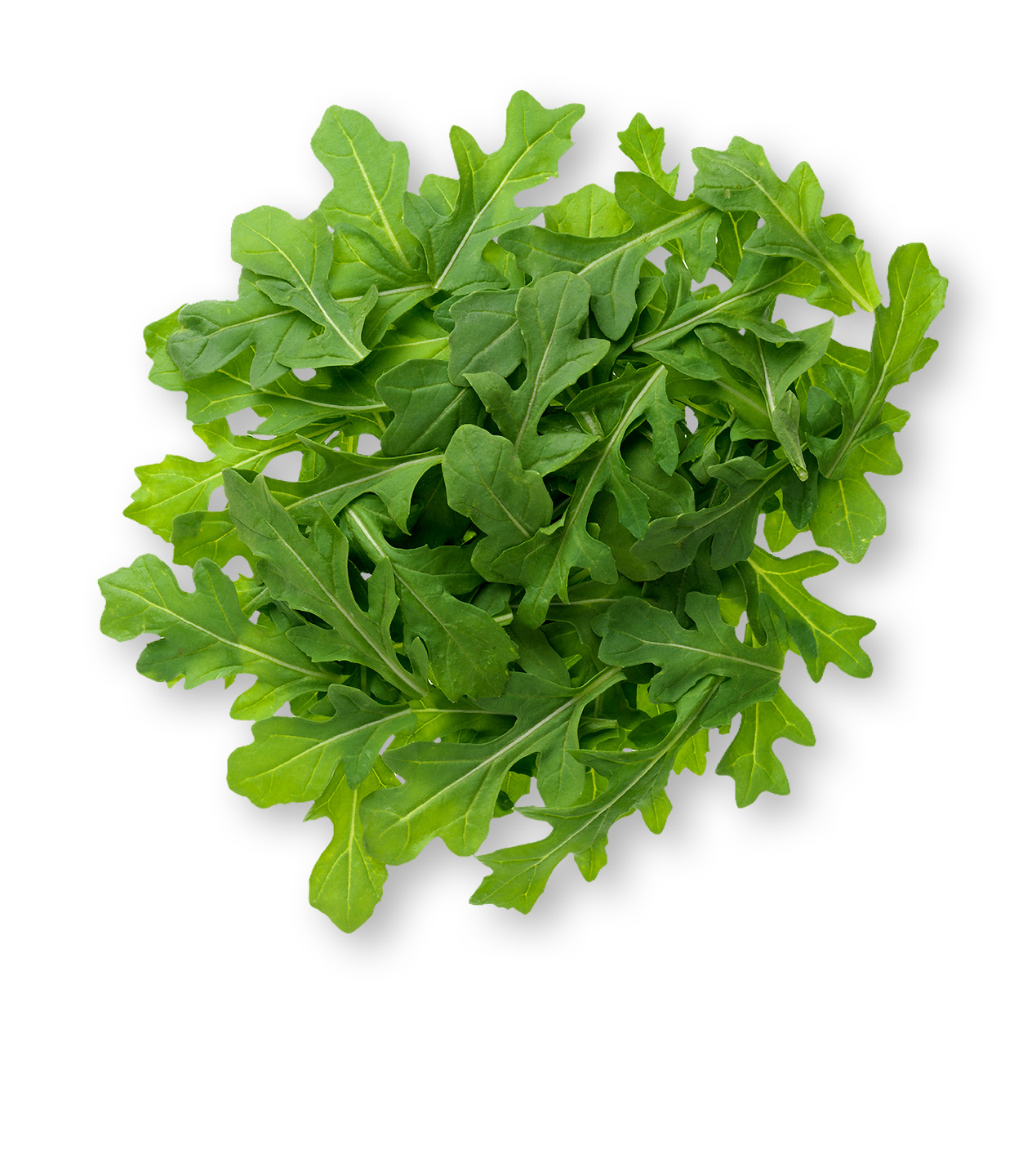 lettuce superfood, salad, healthy diet Organic Arugula Lettuce