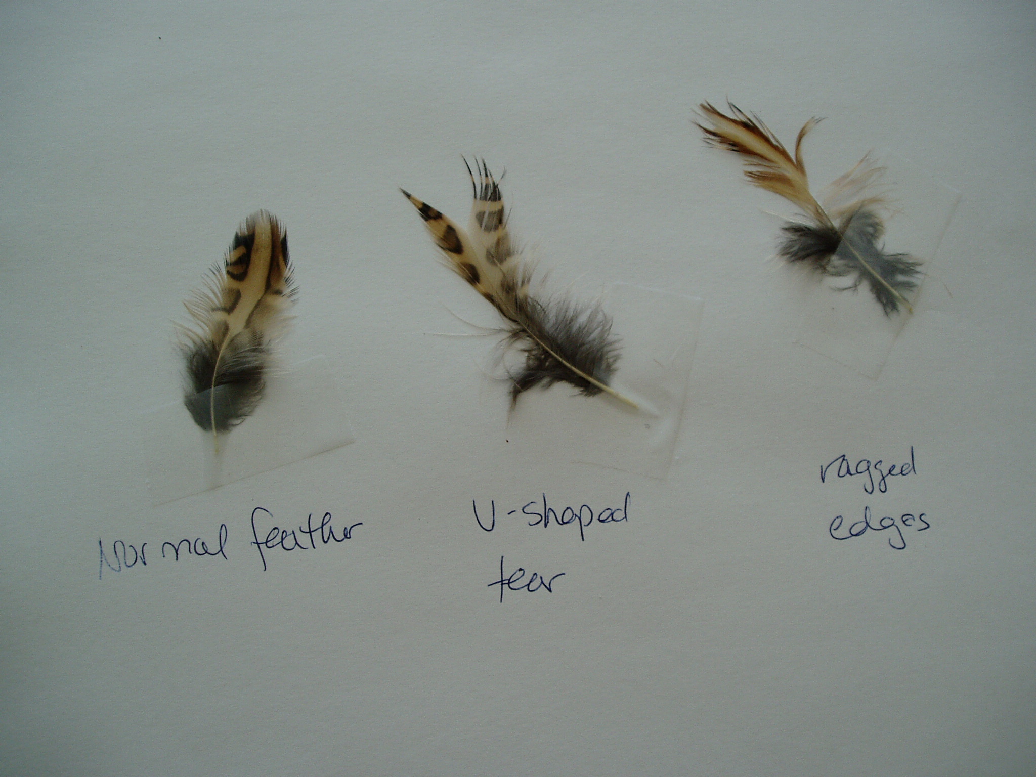 Molting or Pecking Problems? Home to Roost