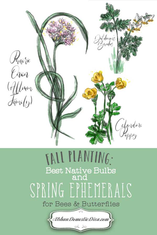 Top Native Bulbs and Spring Ephemerals List to Plant Now, in the Fall