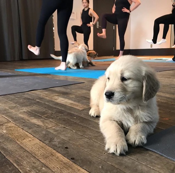 Why Do Dogs Do The Downward Dog