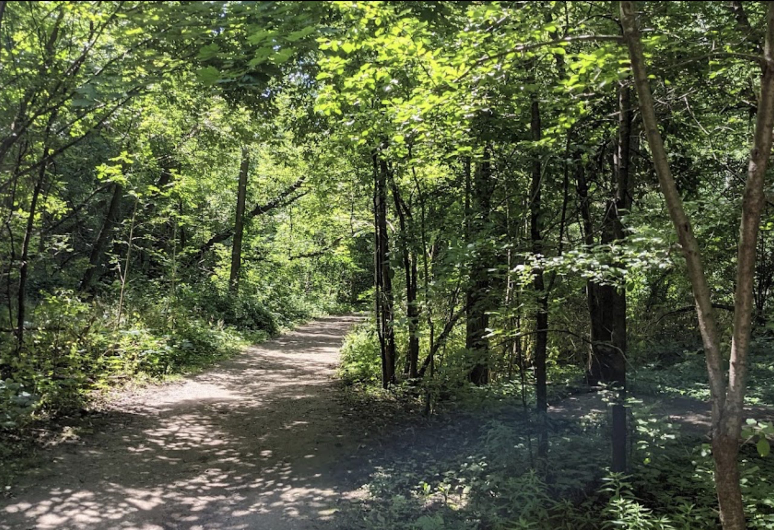 See You At Cedarvale Park! Urbaneer