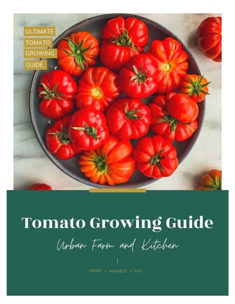 Tomatoes Growing Guide at Ruben Lambert blog