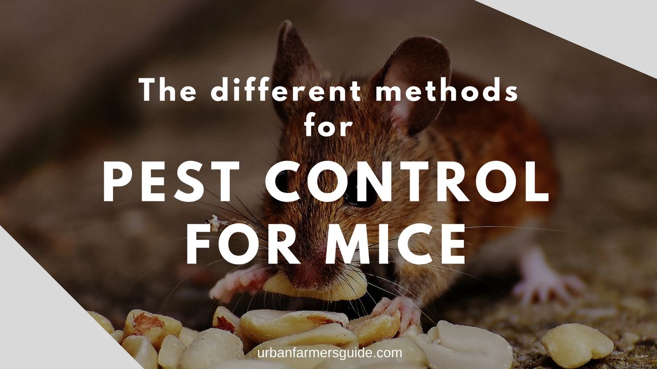 The Different Methods For Pest Control For Mice