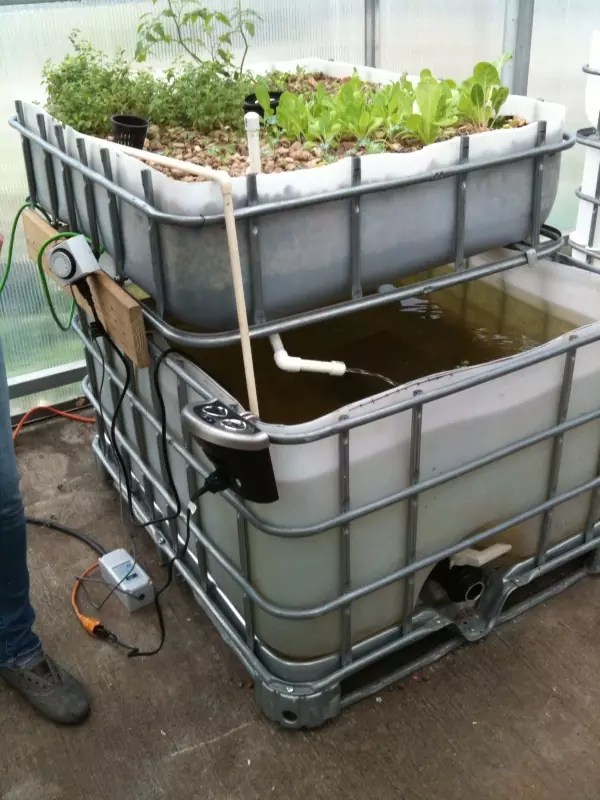 Single IBC Tote Unit Urban Fish Farmer
