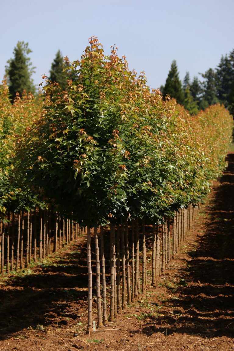 Urban Sunset® Maple Urban Forest Nursery Inc.