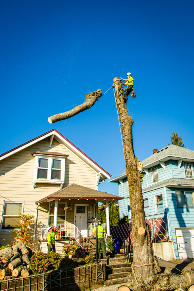 Tree Removal Cost in Portland, OR Find Out Here Urban Forest Pro