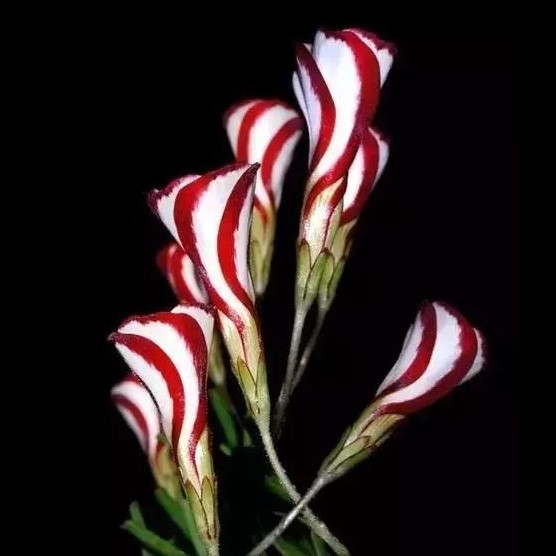 Oxalis Versicolor Seeds, Candy Cane Sorrel, 100pcspack UrbanGardenSeed