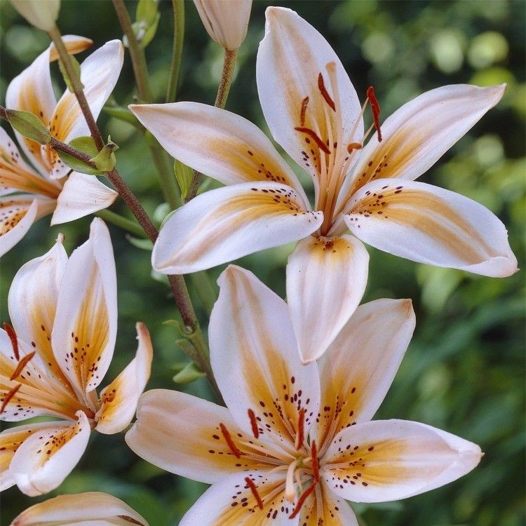 Rare MultiColor Lily Flower Seeds 100pcs/pack UrbanGardenSeed