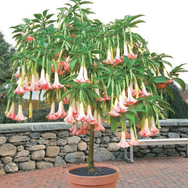 Light White Pink Brugmansia Suaveolens Seeds, Angel’s Trumpets, 100pcs/pack UrbanGardenSeed