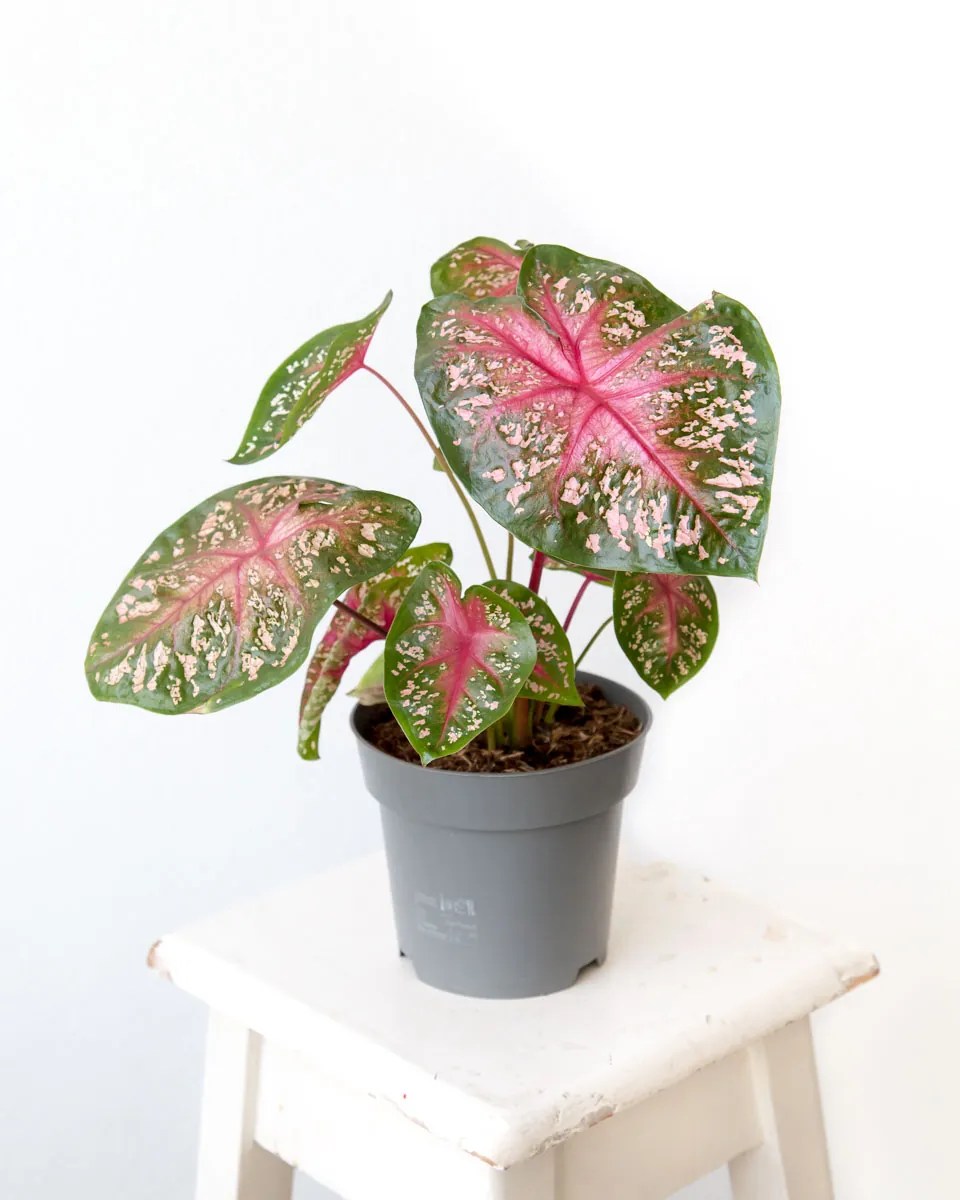 Caladium bicolor Urban Jungle Comprar Plantas Online