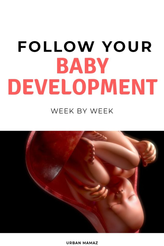 Stages of pregnancy Pregnancy Trimesters Urban Mamaz