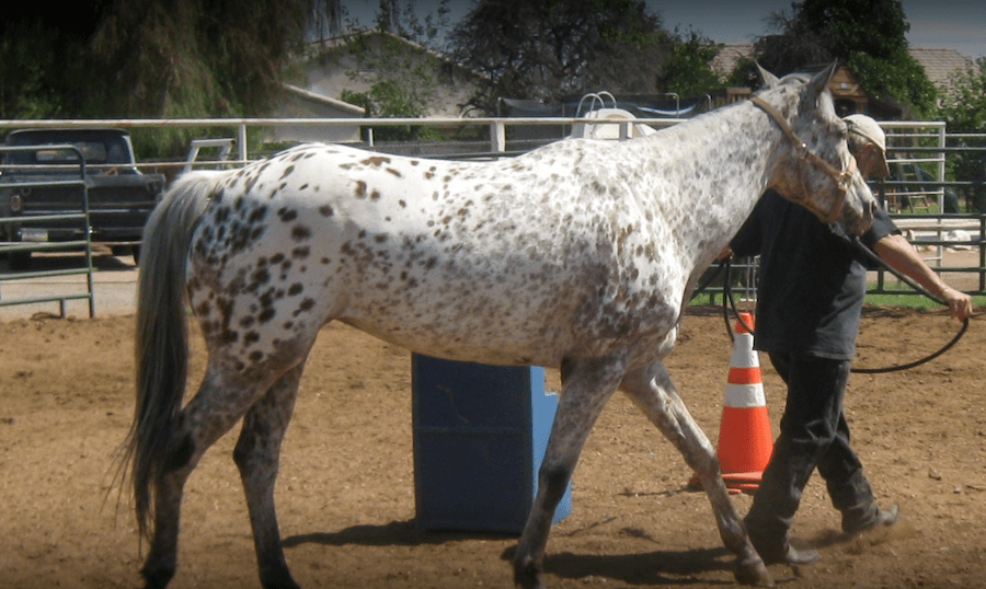 URBANMATTER — 6 Best Stables to Rent Horses in Phoenix