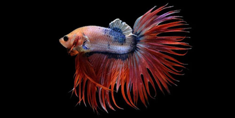 Red Betta Fish A Guide On Patterns, Color, And More UrbanMatter