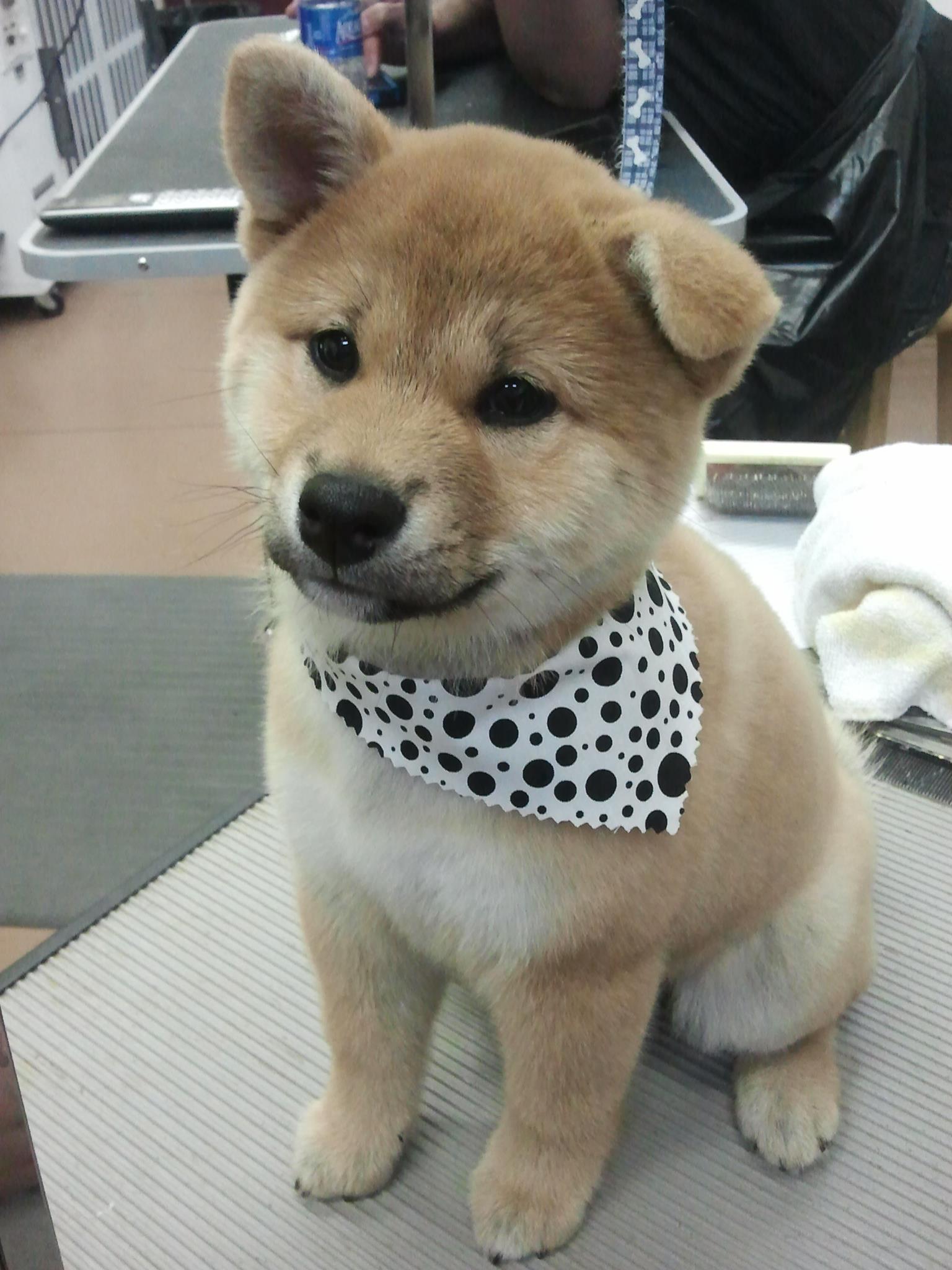 Gallery Urban Mutts Urban Mutts