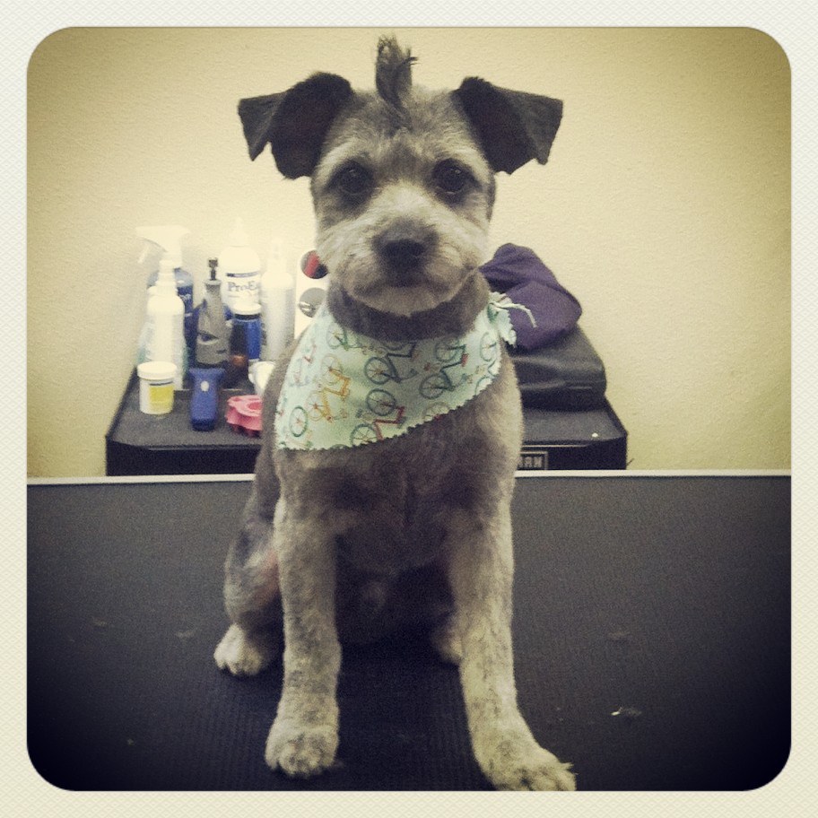 Gallery Urban Mutts Urban Mutts