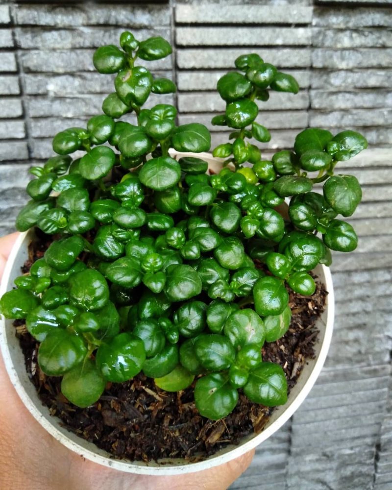 Bubble plant Urbano.in online indoor plant for sale