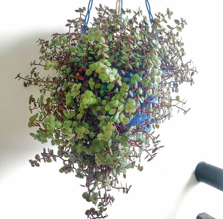 Turtle vine plant URBANO.IN Turtle vine plant indoor
