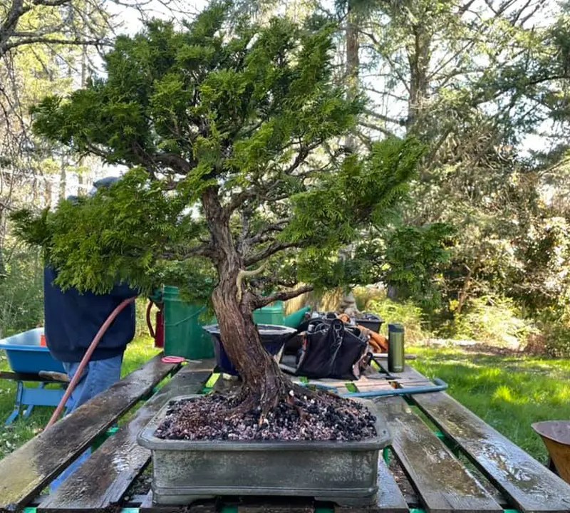 Urban Oasis Bonsai Bonsai Care Victoria, B.C.