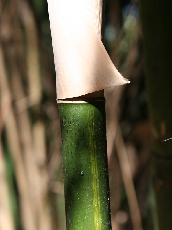 XL Goldstripe Bamboo (bambusa multiplex) Urban Palms